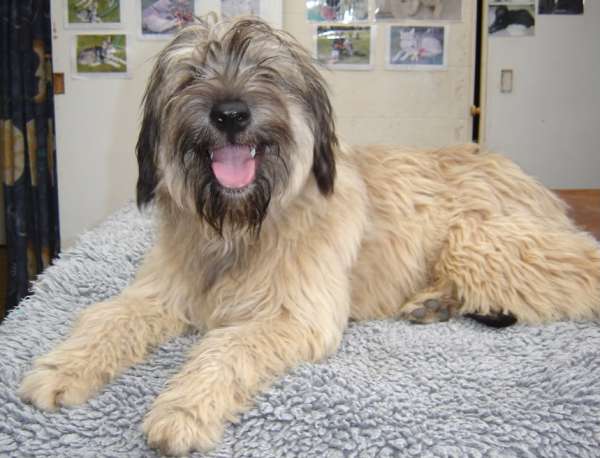 information-about-Catalan-Sheepdog-puppy